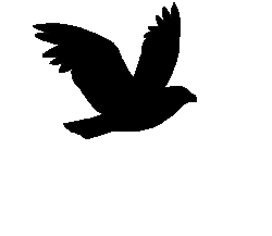 Flying bird